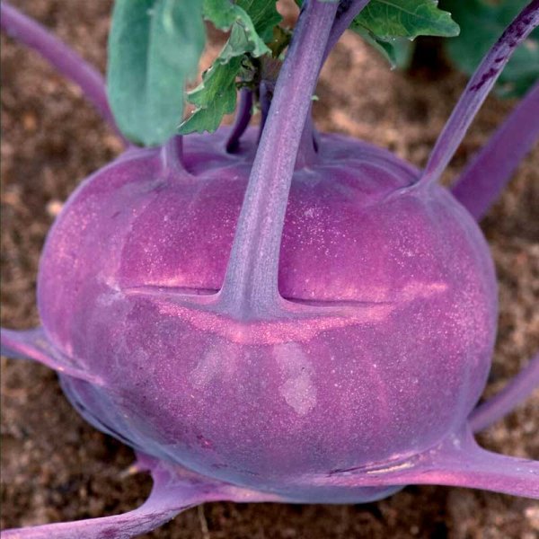 Kohlrabi 'Blaro'