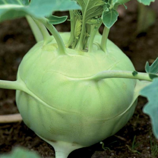 Kohlrabi 'Delikatess Weisser'