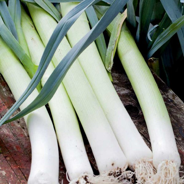 Leek 'Herfstreuzen 3' Organic