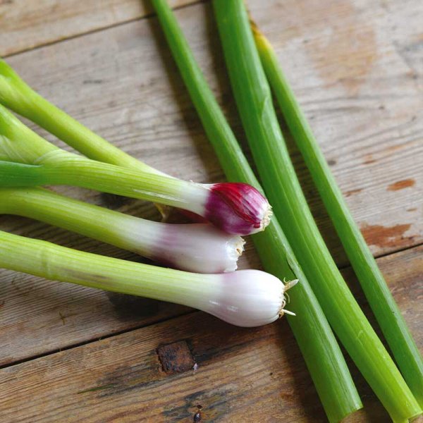 Welsh Onion 'Red Toga'