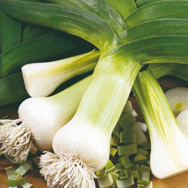 Leek 'Herbstriesen 2'