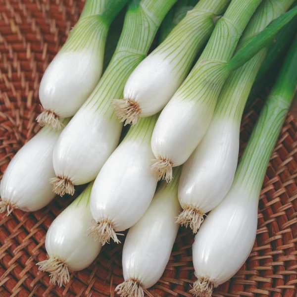 Spring Onion 'White Lisbon'