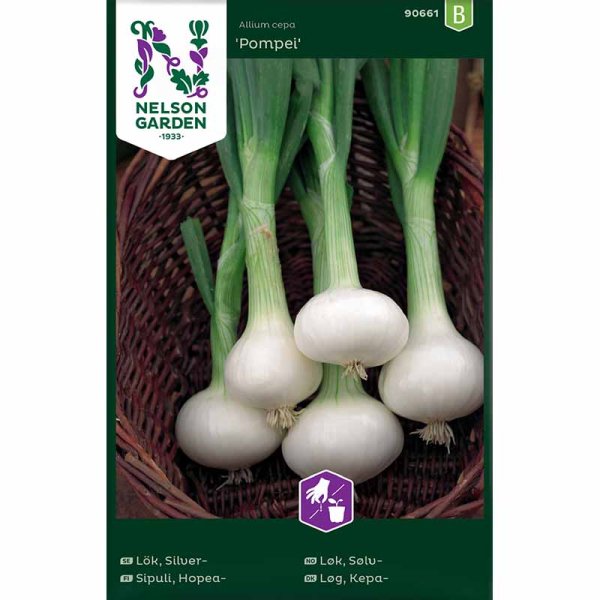 White Onion 'Pompei'