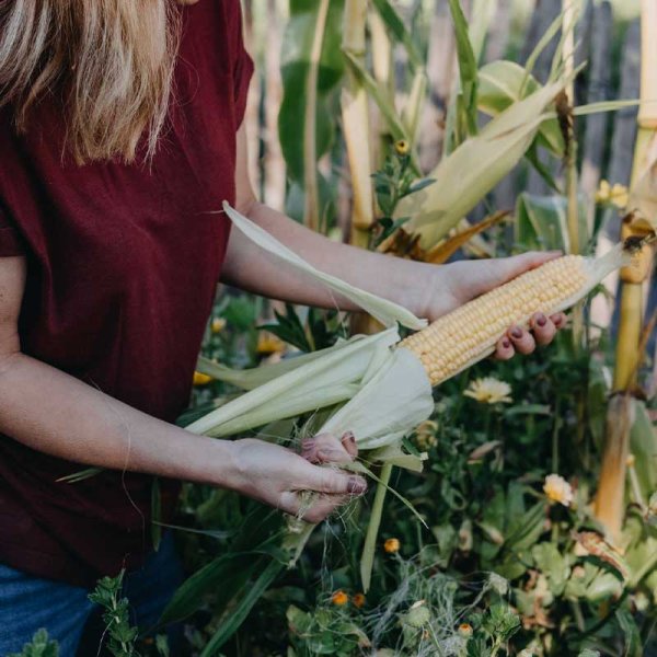 Sweet Corn 'Sweet Nugget'F1