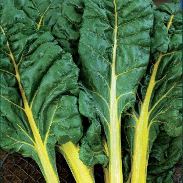 Swiss Chard 'Bright Yellow'