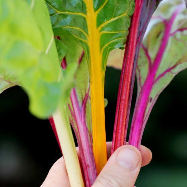 Swiss chard 'Fireworks'