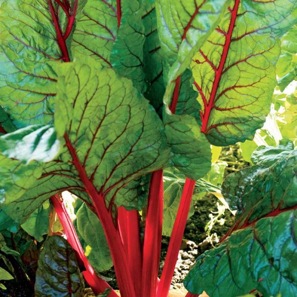 Swiss Chard 'Rhubarb Chard'
