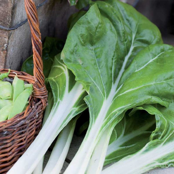 Swiss Chard 'White silver 3' Organic
