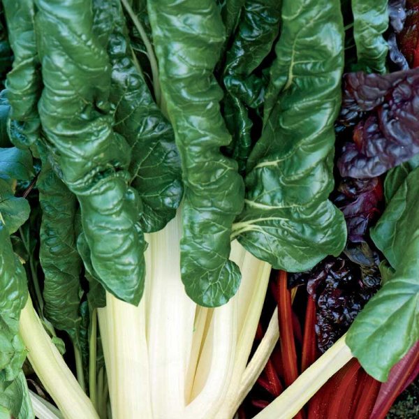 Swiss Chard 'White silver 2'