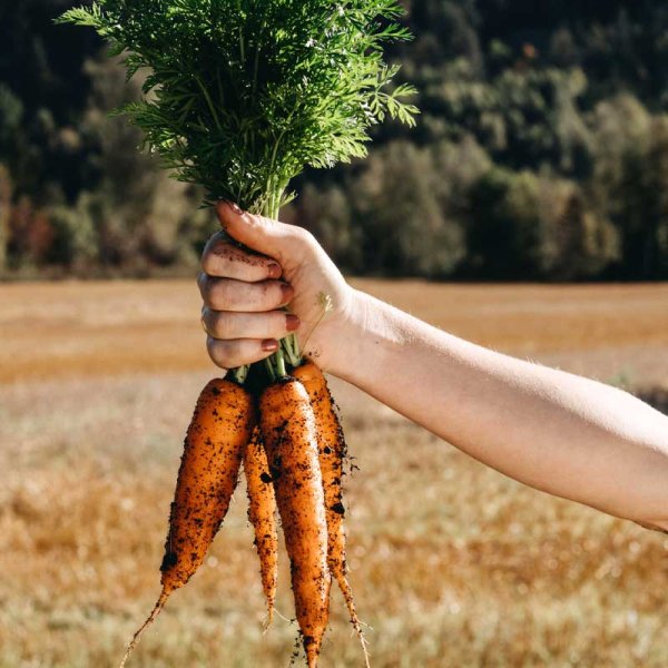Winter carrot 'Flakkée 2'