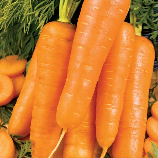 Winter Carrot 'Chantenay Red Cored 3'