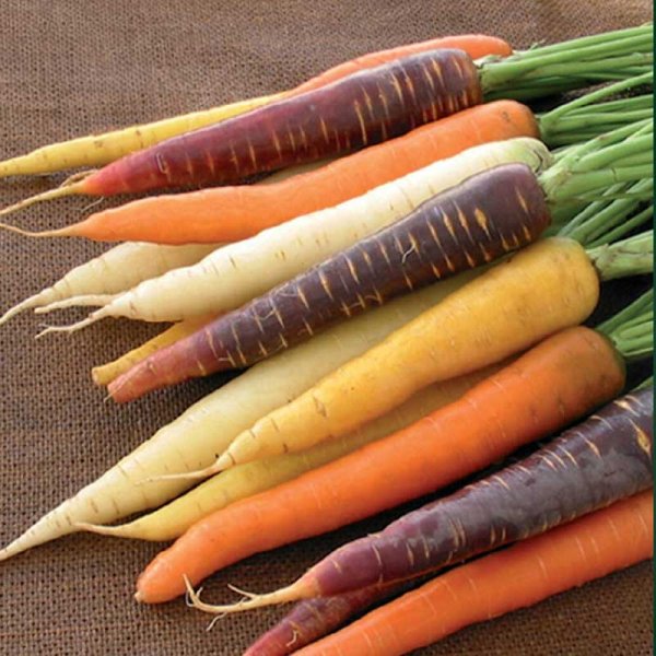 Summer Carrot 'Harlequin Mix'F1