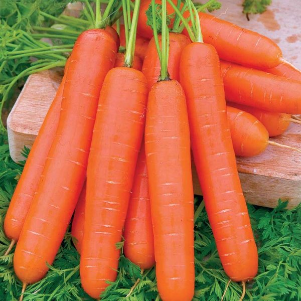 Summer Carrot 'Nantaise 2'