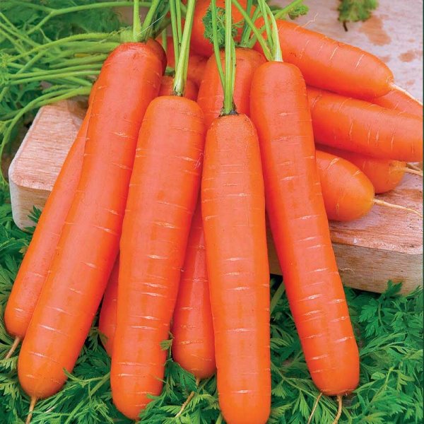 Summer Carrot 'Nantaise 2'