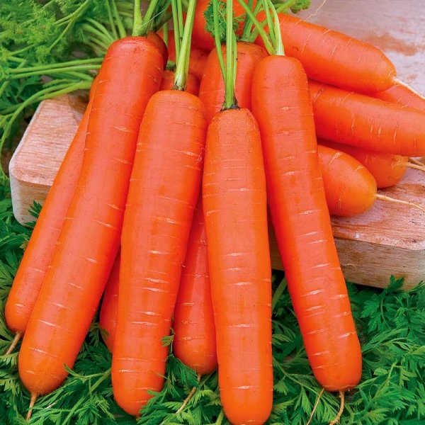 Summer Carrot 'Nantaise 2' Pellets