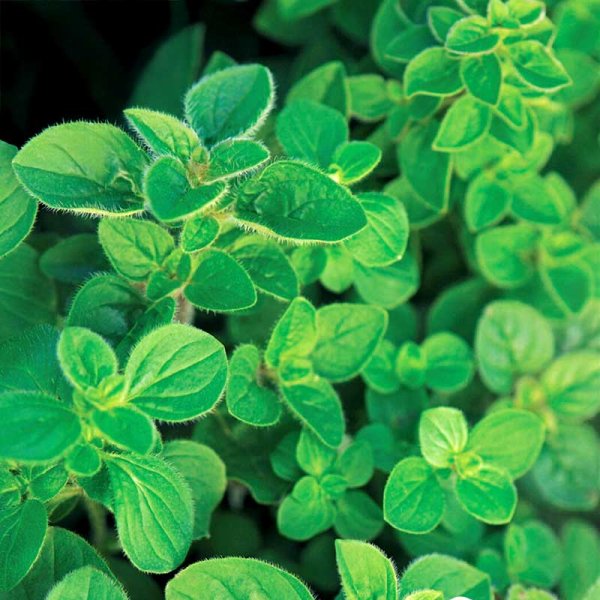 Greek Oregano Greek