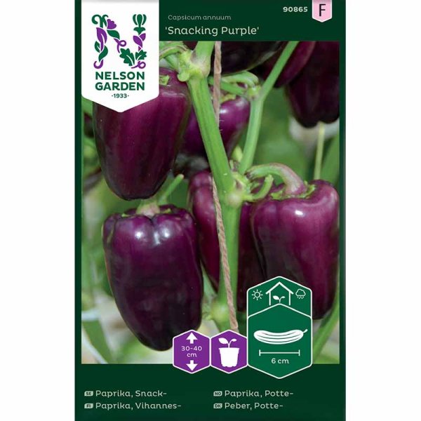 Snack Pepper 'Snacking Purple'