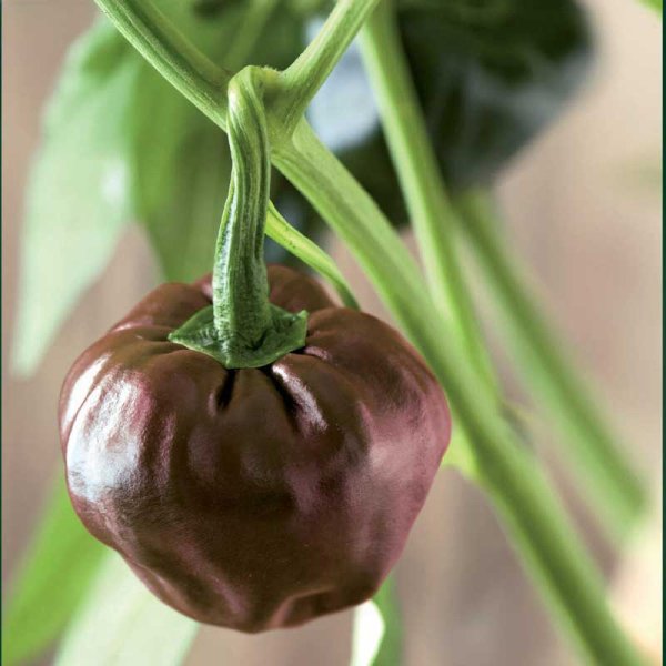 Chili Pepper 'Chiluacle Negro'