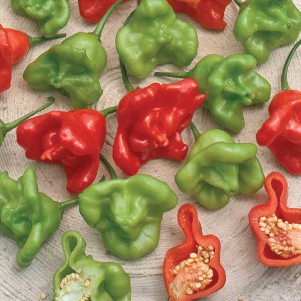 Chili Pepper 'Jamaican Bell'