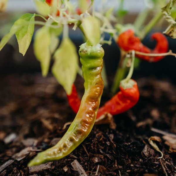 Chili Pepper Lombardo