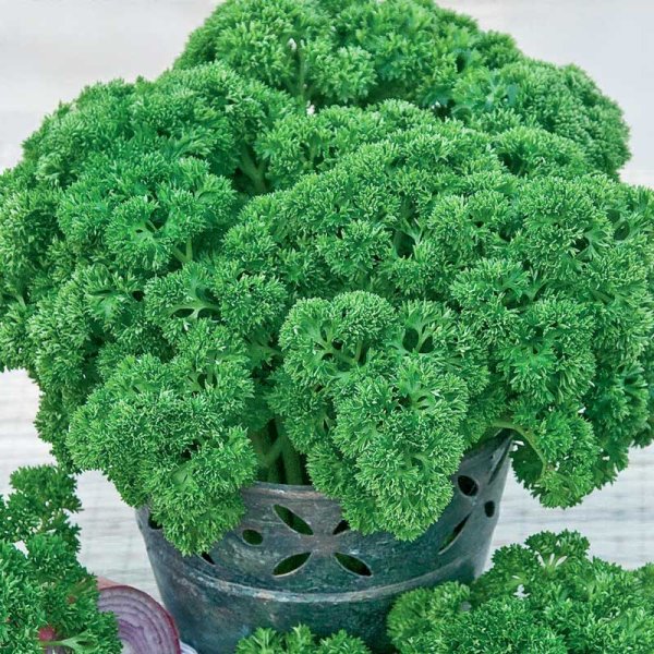 Leaf Parsley 'Grüne Perle'