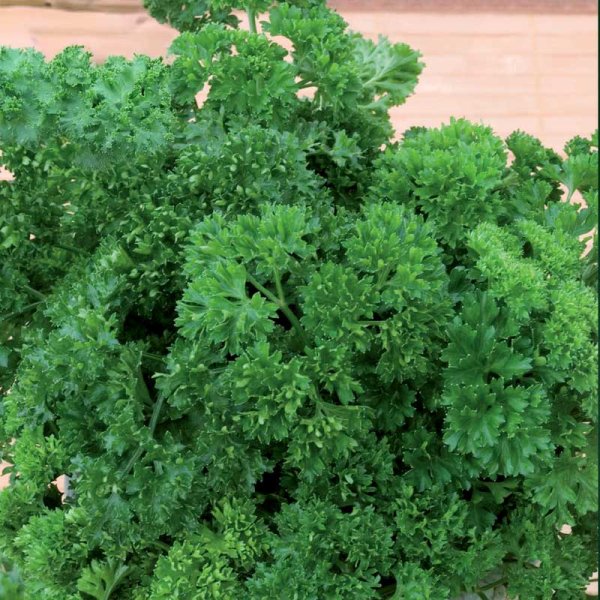 Leaf Parsley 'Moss curled 2'