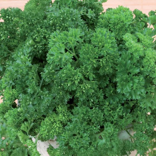 Parsley 'Moss Curled2' Seed Tape