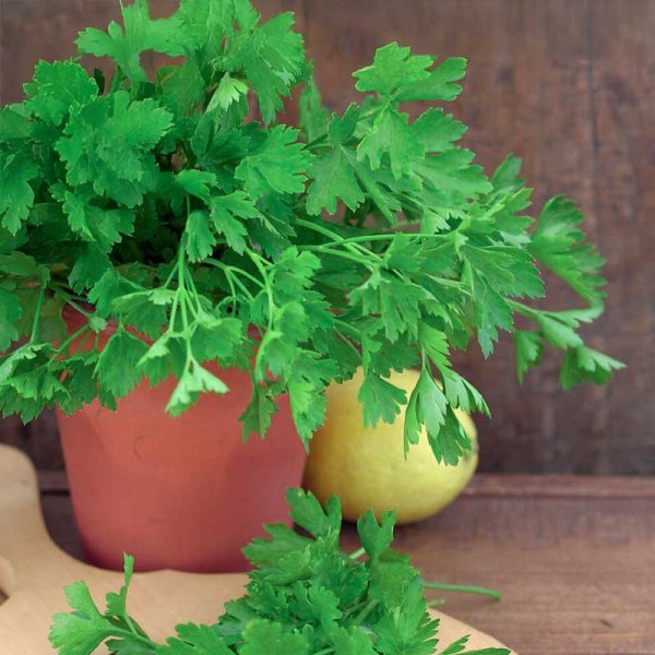 Leaf Parsley 'Comun 3'