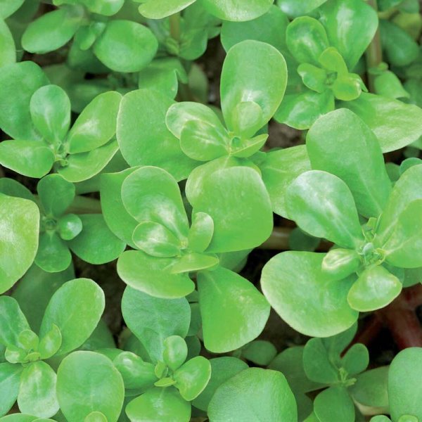 Purslane 'Yellow'