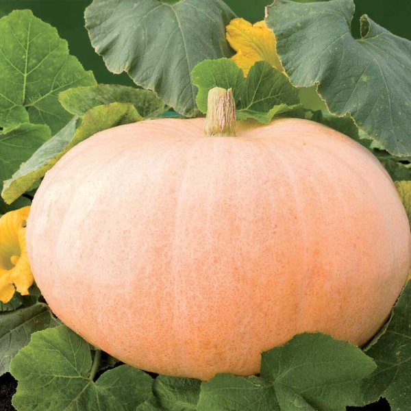 Giant Pumpkin 'Gele Reuzen'