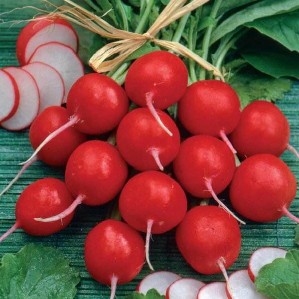 Radish 'Cherry Belle'
