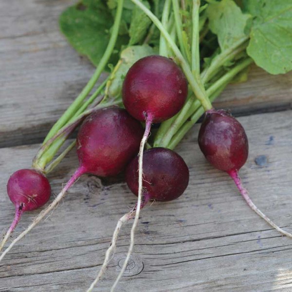 Radish , Amethyst 'Amethyst'