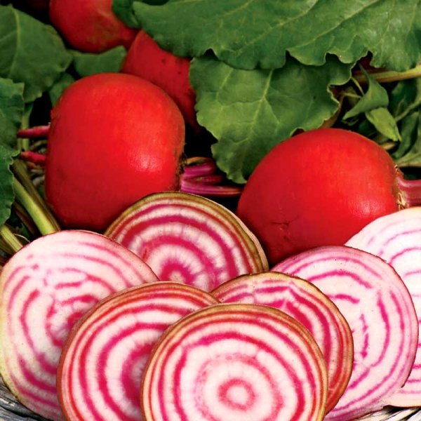 Beetroot 'Chioggia'