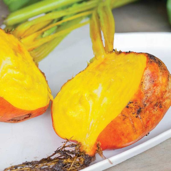 Beetroot 'Burpees Golden'