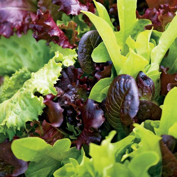 Lettuce 'Baby Leaf mix' seed tape