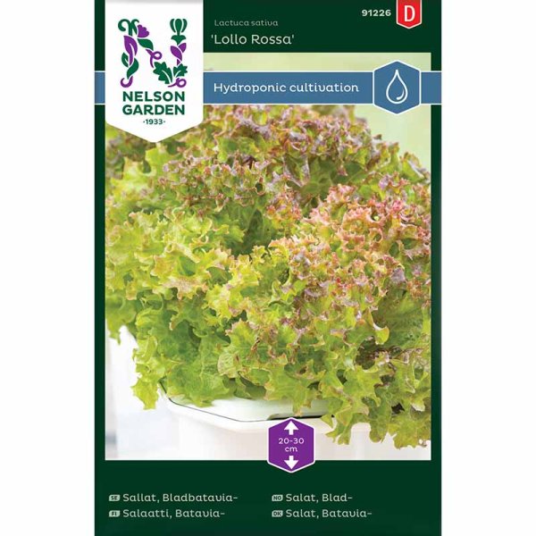 Batavia lettuce 'Lollo Rossa' - Harvy