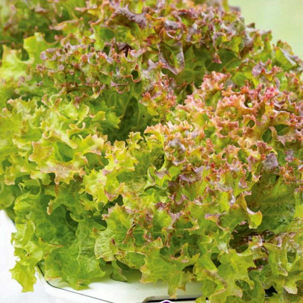Batavia lettuce 'Lollo Rossa' - Harvy