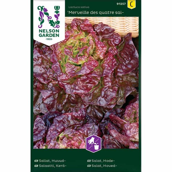 Butterhead Lettuce 'Merville des quatre saisons'