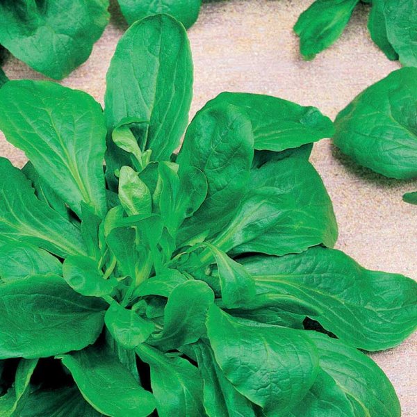 Corn salad / Mache sallat 'Vert de Cambrai'