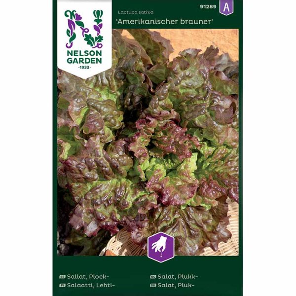 Loose leaf lettuce 'Amerikanischer brauner'