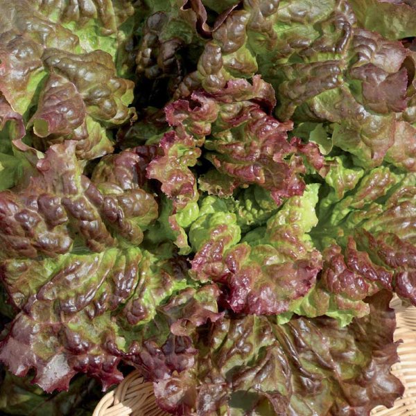 Loose leaf lettuce 'Amerikanischer brauner'
