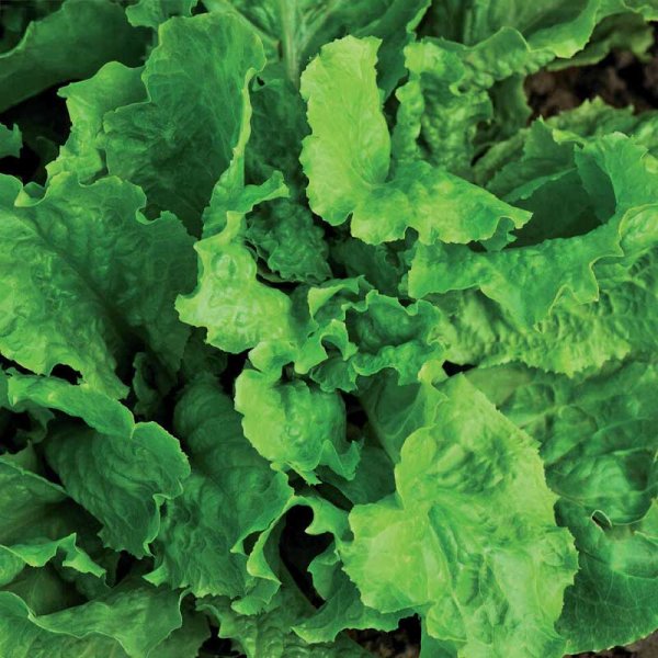 Loose leaf lettuce 'Australischer Gele'