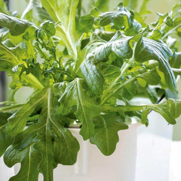Leaf lettuce 'Cerbiatta' - Harvy