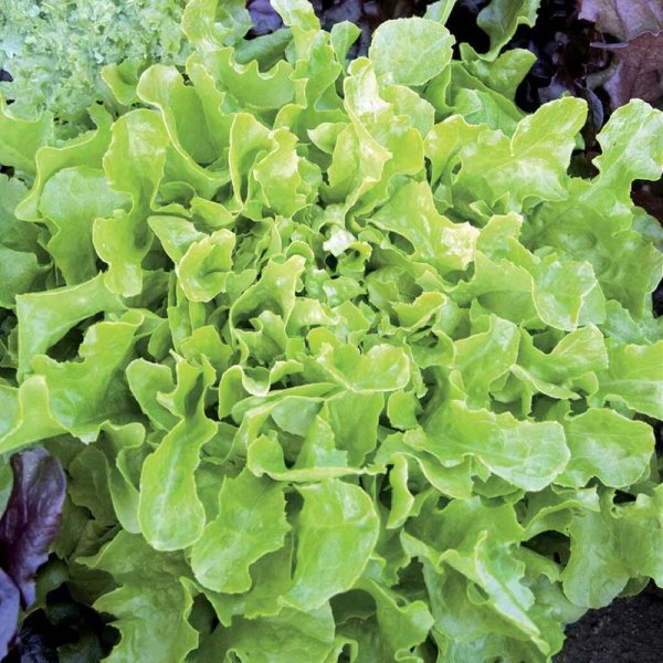 Loose leaf lettuce 'Salad Bowl'