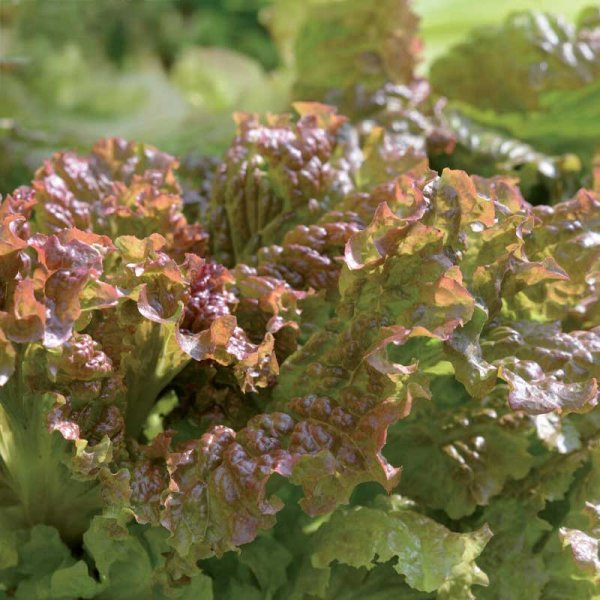 Loose-leaf Lettuce 'New Red Fire'