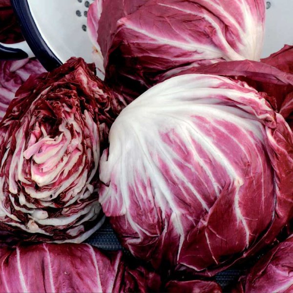 Radicchio 'Palla Rossa 5'