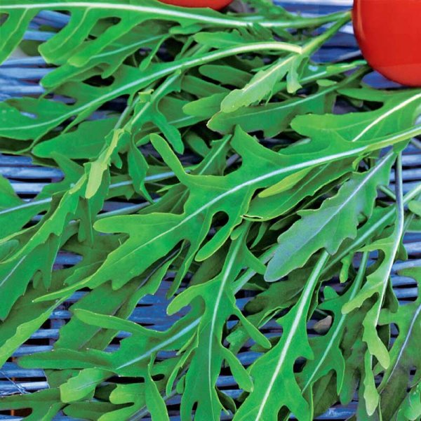 Sand mustard / Vild rucola