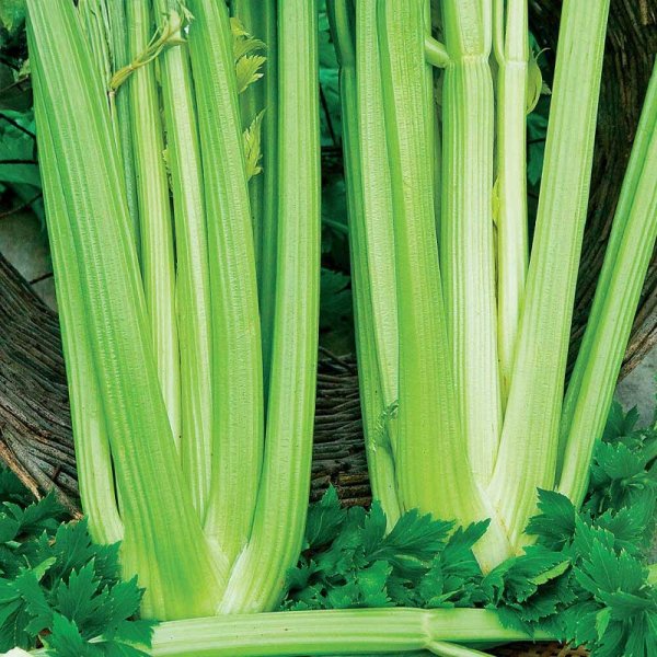 Celery 'Golden Self Blanching 2'