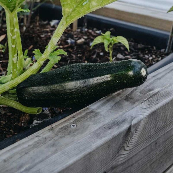 Squash / Summer Squash 'Diamant' F1