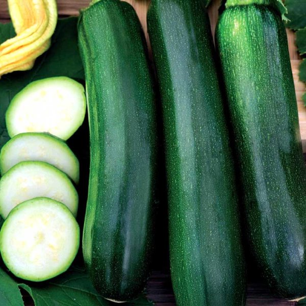 Climbing Squash 'Black Forest' F1